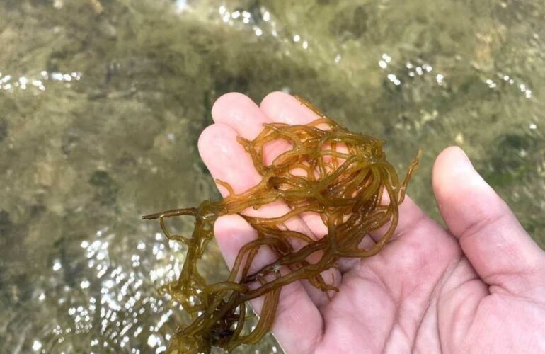 Vol.37 もずくと海と、あの頃と。