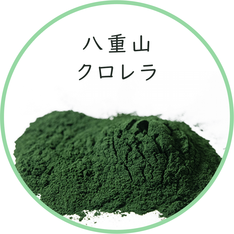 八重山クロレラ