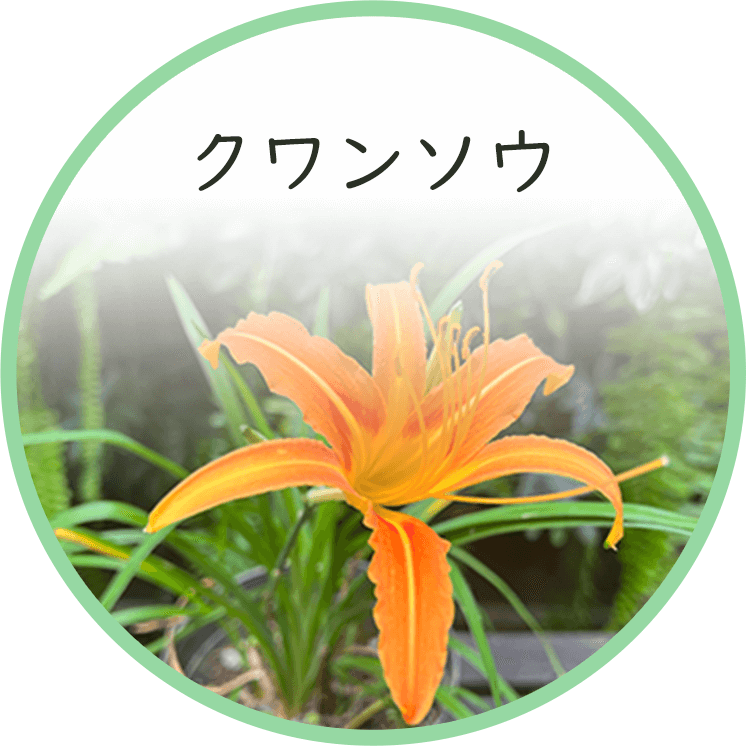 クワンソウ