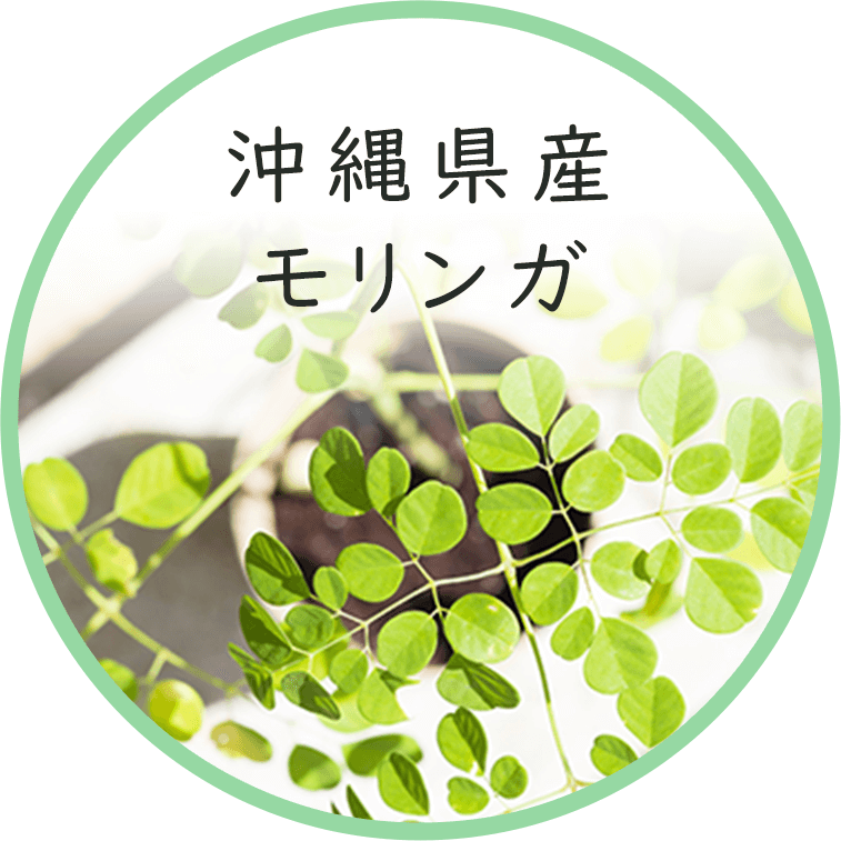 沖縄県産モリンガ