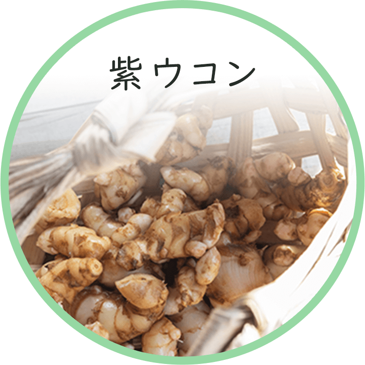 紫ウコン